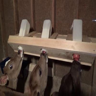 Calf  Feeding Bottle
