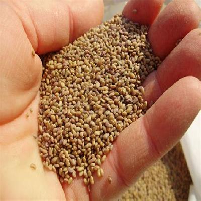Lucerne Seeds
