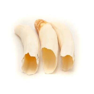 Crocodile Tooth