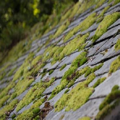 Roof Mould