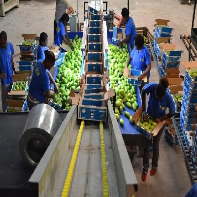 Mango Grading Machine