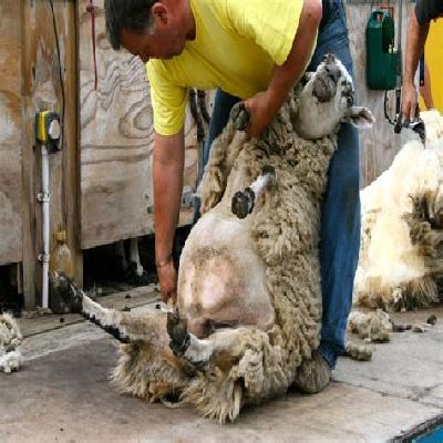 Shearing 