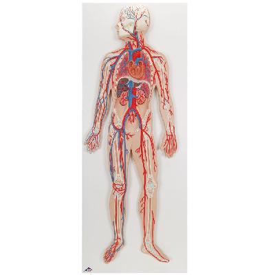Human Circulatory Sysem,fiber Glass Model On Board