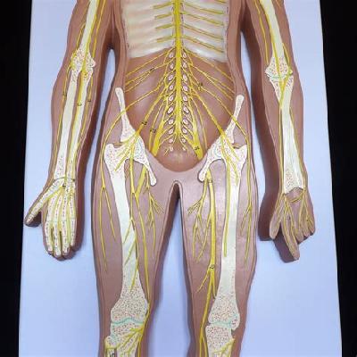 Human Nervous System,Fiber Glass Model On Board