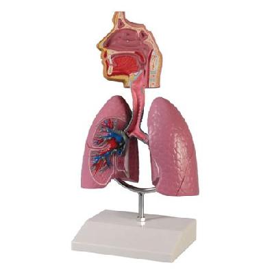 Human Respiratory System,Fiber Glass Model on Board