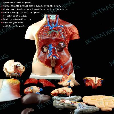 Planmystudy Human Anatomy Model-3d Torso Made Of Fiber Glass
