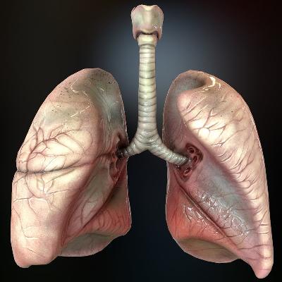 planmystudy Human Anatomy Model- Lung 3D Made of Fiber Glass in 2 Parts
