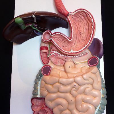 Planmystudy Human Digestive System,fiber Glass Model On Board