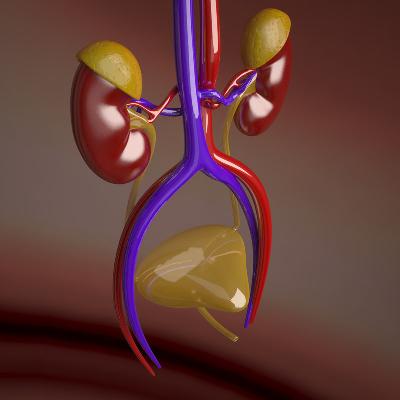 Planmystudy Human Kidney Model-3d Made Of Fiber Glass