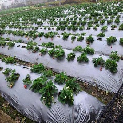 Black 25 Micron mulching Paper