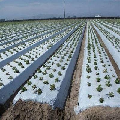Mulching Film