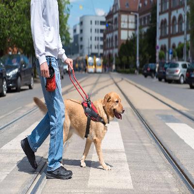 Dog Service