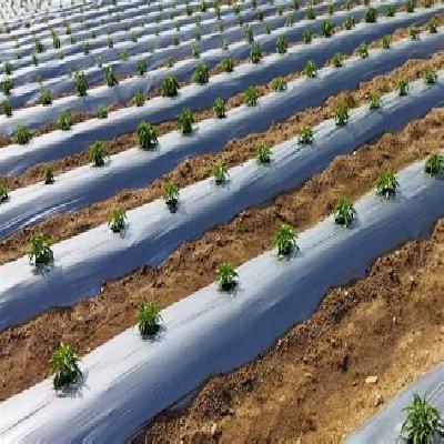 Agricultural Mulch Film