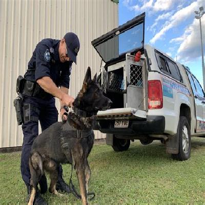 Dog Squad Service