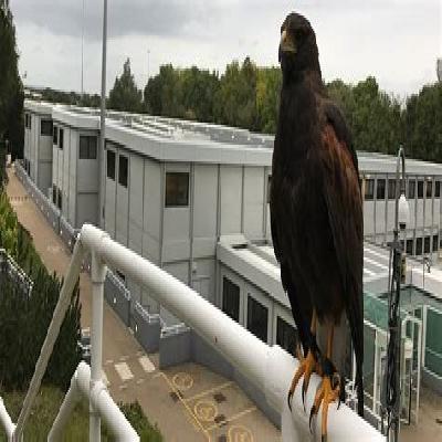 Birds Control Service