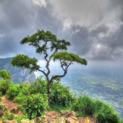 Nelliyampathy Tour Packages
