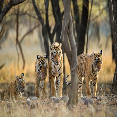 Wildlife Tour Packages