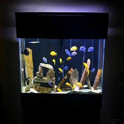 Aquarium Cichlid Setup