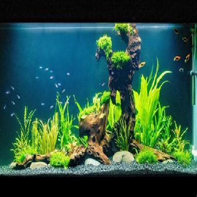 Aquarium Planted Setup