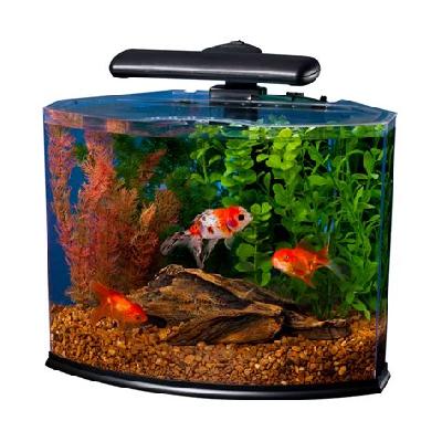 curve aquarium