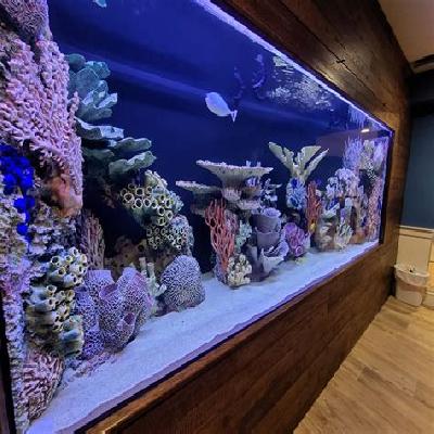 Customized Fish Aquarium