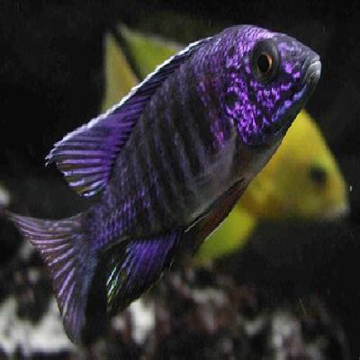 Exotic Cichlids