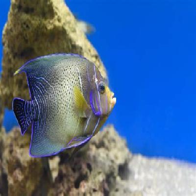 Rare Fishes