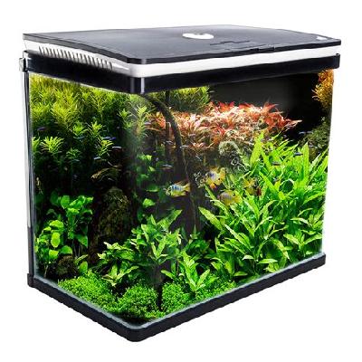 Fish Aquarium