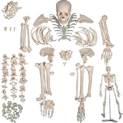 Bone Skeleton And Bone Set Articulated