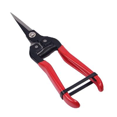 Grape Scissor Stainless Steel