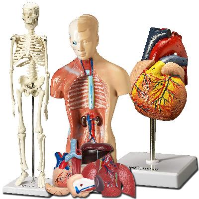 Anatomical Models