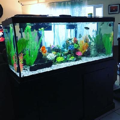 Fish Aquarium