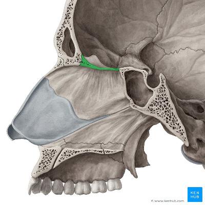 Nose Bone Plates