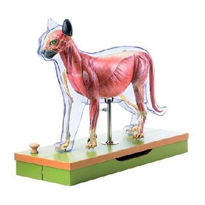 Zoological Models