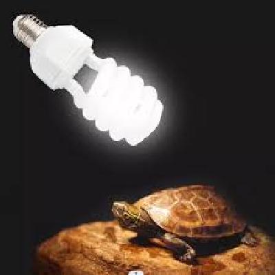 Turtle Night Lamps