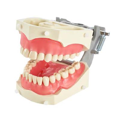 ADC Tooth For ADC Model - Columbia Dentoform PVR 860 Typodont Teeth