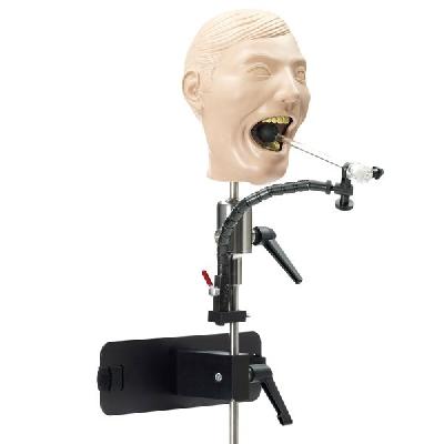 Adult Dental X-Ray Radiology Simulation Mannequin