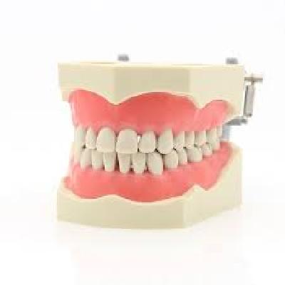 Columbia Dentoform PVR 860 Red Endodontic Typodont Tooth