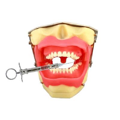 Dental Anaesthetic Practice Jaw