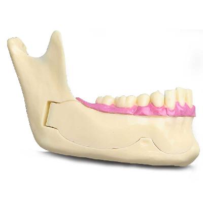 Dental Mandible Model