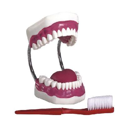 Dental Model For Dental Hygiene - 28 Teeth