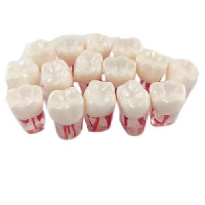 Dental Software For Patient Education - The Tooth