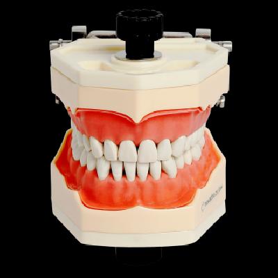 Dental Typodont Jaw - Navadha ZX