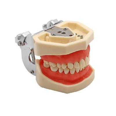 Endodontic Jaw Replacement Teeth Set