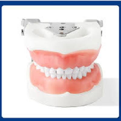 Endodontic Training Typodont Jaw