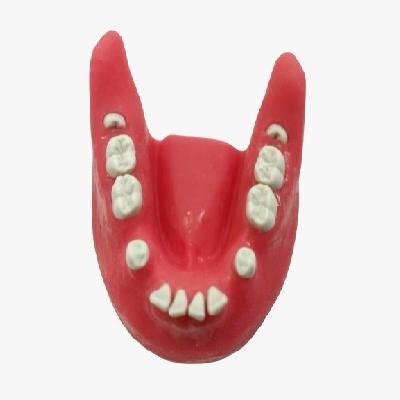 Extraction Dental Jaw Model