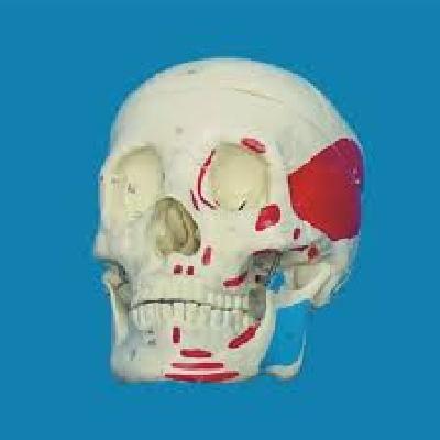 Human Skull Model