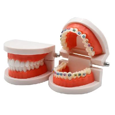 Jaw With 28 Teeth And Soft Gum