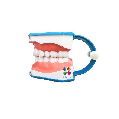 Model For Oral Hygiene Exercise