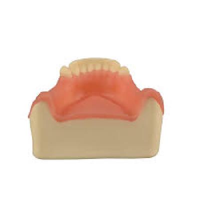 Model Of Mandible For Practice Of Implantology